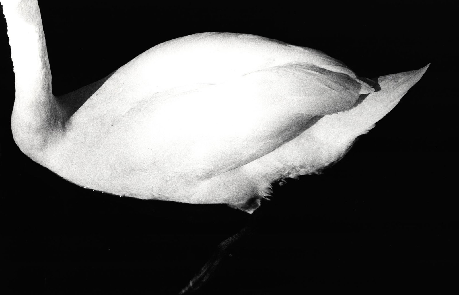 Gibson, Ralph (1939 Los Angeles) (1 of 1)