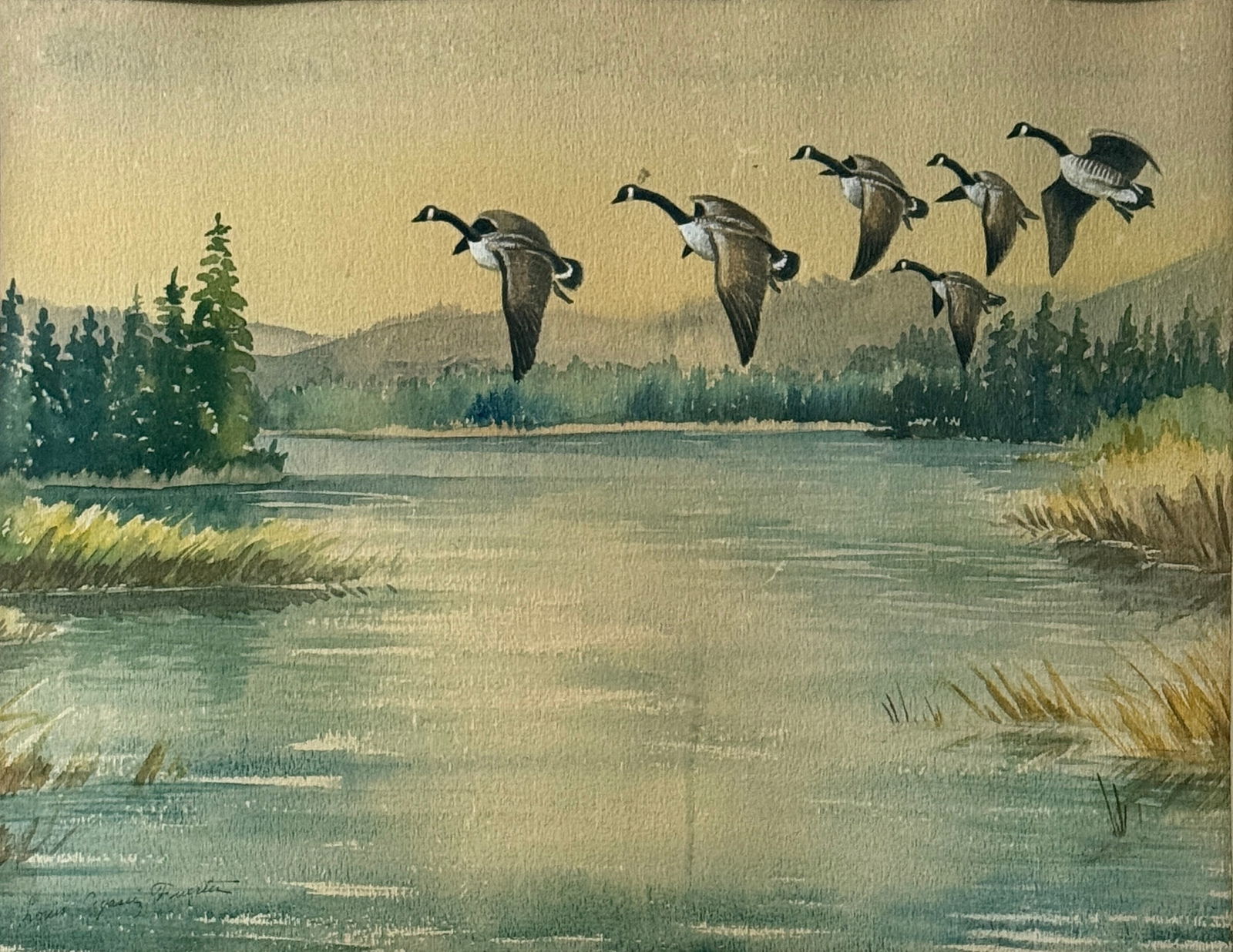 Louis Agassiz Fuertes (1874 - 1927) American (1 of 3)