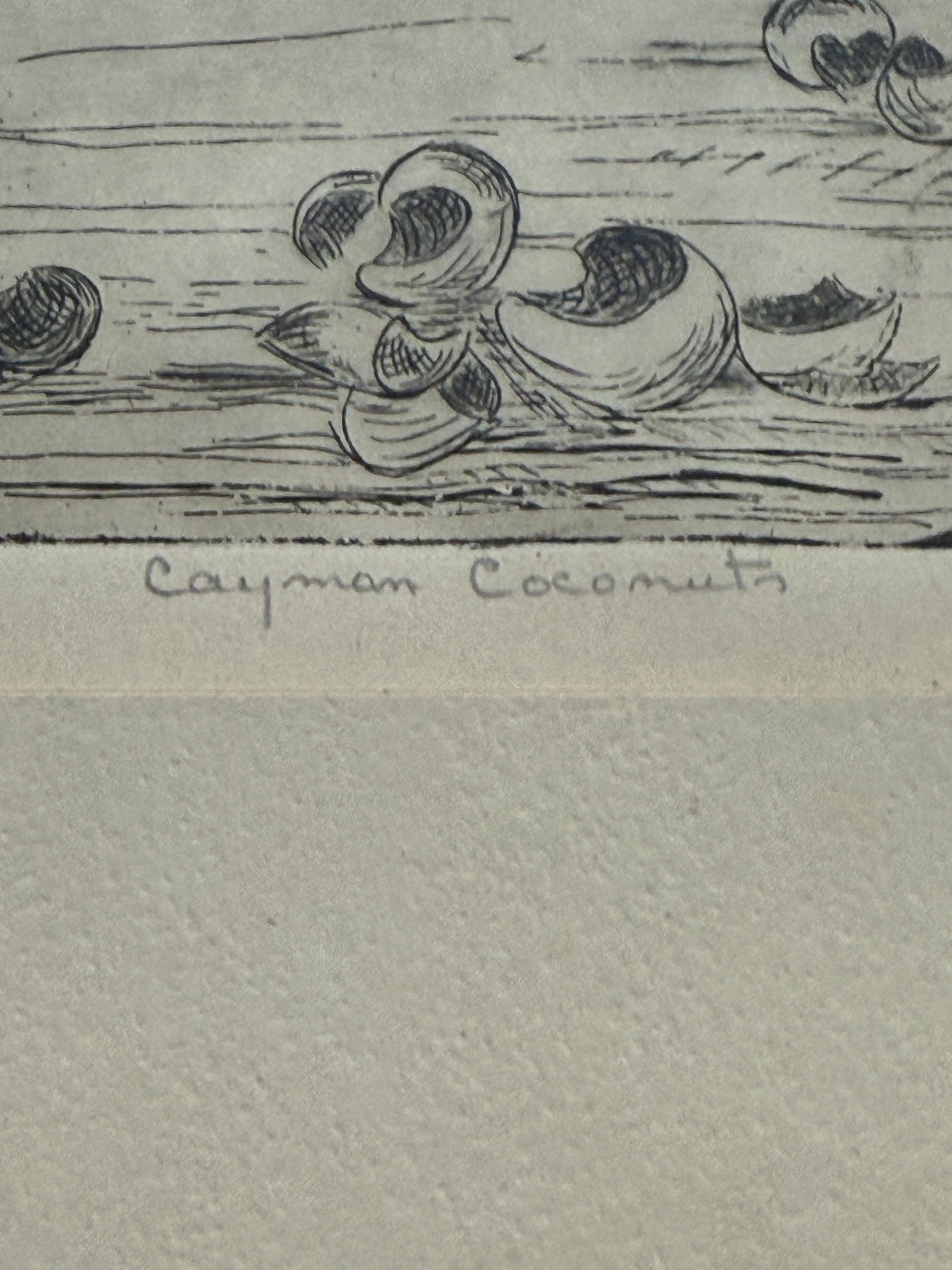 Letty Jones Francis Etching "Cayman Coconuts" - 4