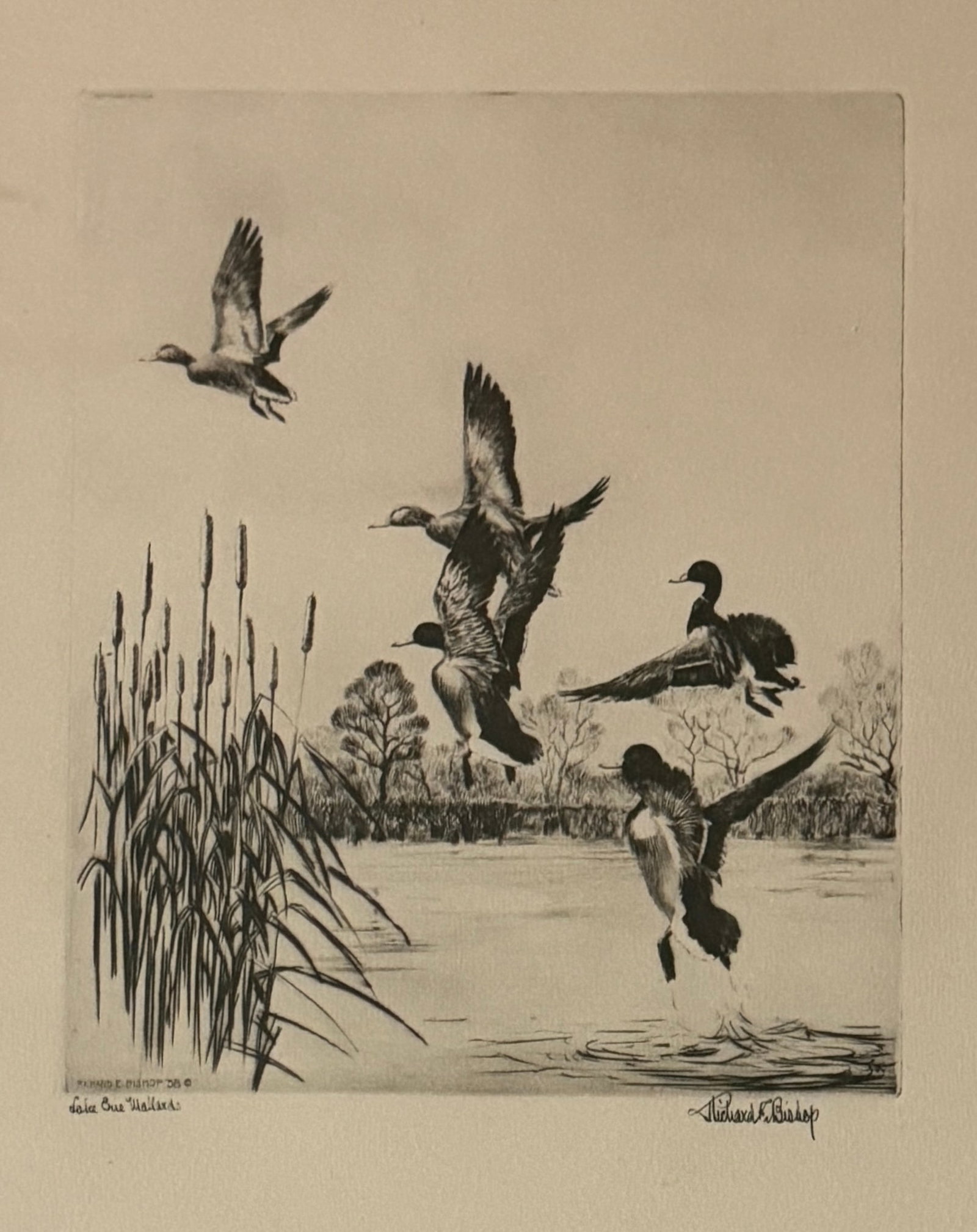 Richard Evett Bishop (1887 - 1975) American: Richard Evett Bishop (1887 - 1975) Print, titled, measures 10 x 8 inches. Richard Evett Bishop was an etcher and painter of wildlife subjects, particularly ducks and geese. He also etched a number of