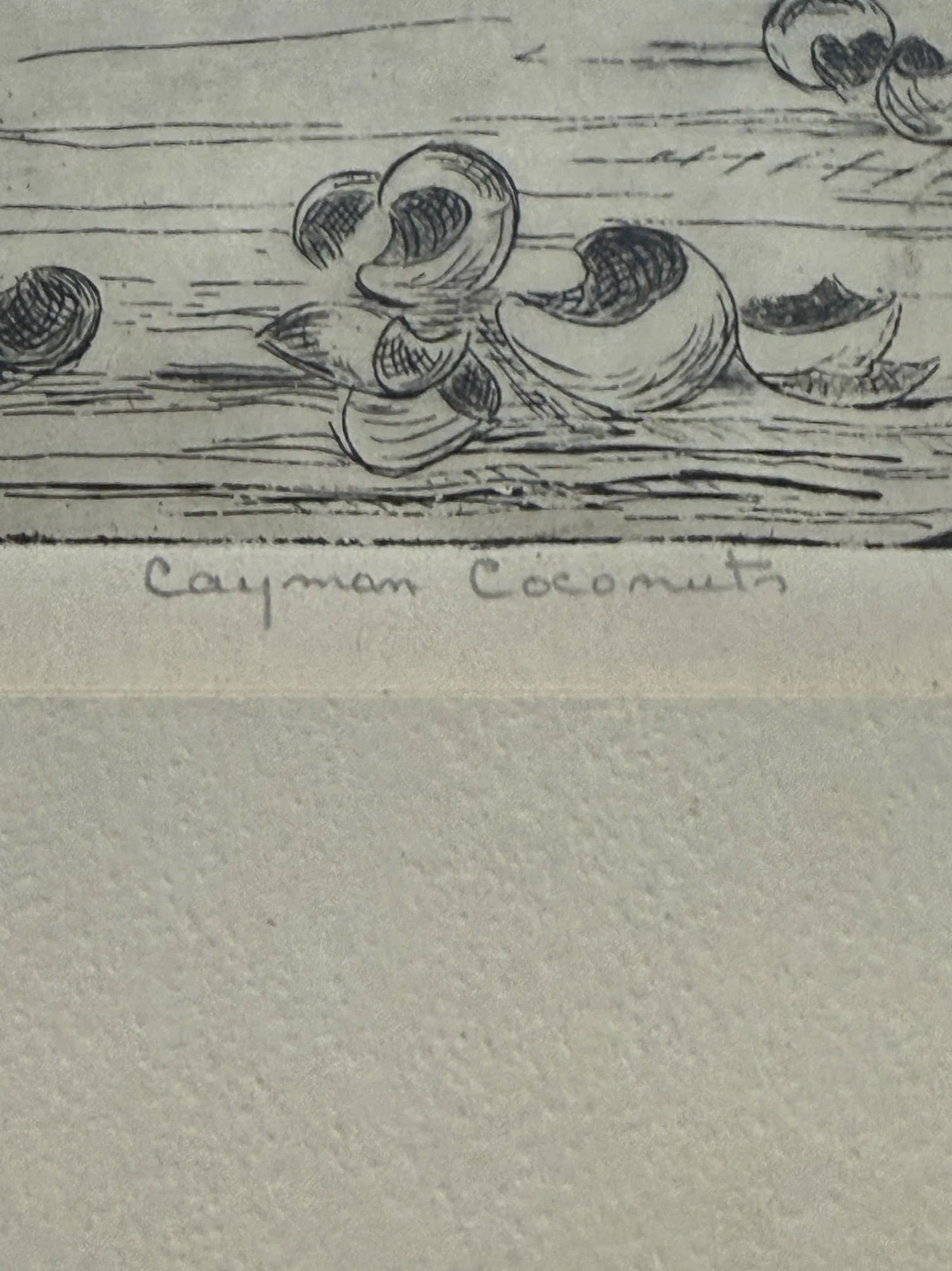 Letty Jones Francis Etching "Cayman Coconuts" - 4