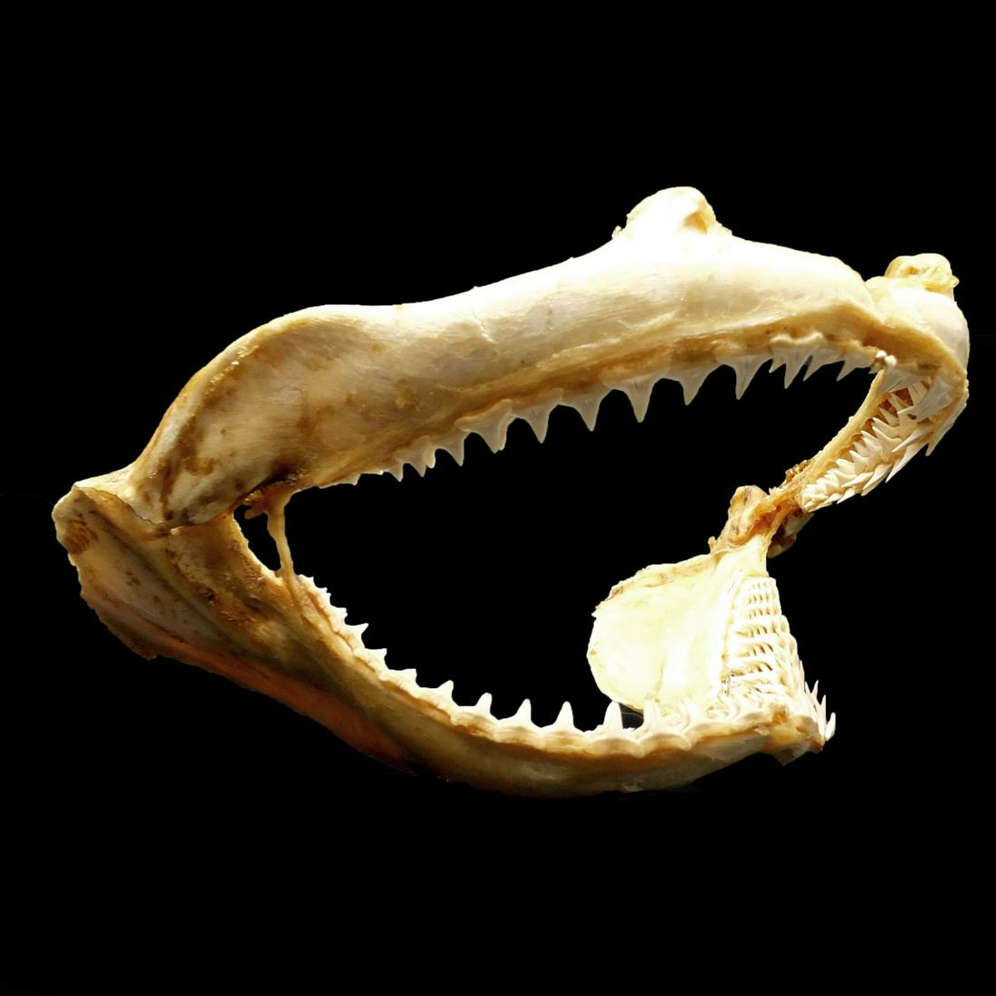 Vintage Shark Jaw Taxidermy. Measures 6" x 11" x 8". Condition: Good found condition. Estimate (1 of 6)