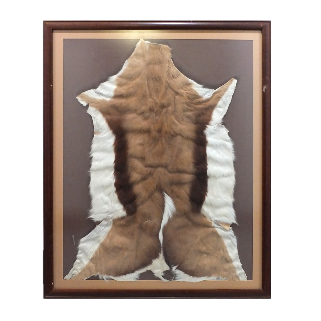 Vintage Deer Skin Taxidermy Rug: Vintage Deer Skin Taxidermy Rug Mounted in a Frame. Skin measures 37-1/2" x 28". Frame measures 42-1/2" x 33-3/4". Condition: Good condition. Estimate 100.00 - 200.00 Domestic shipping Third party