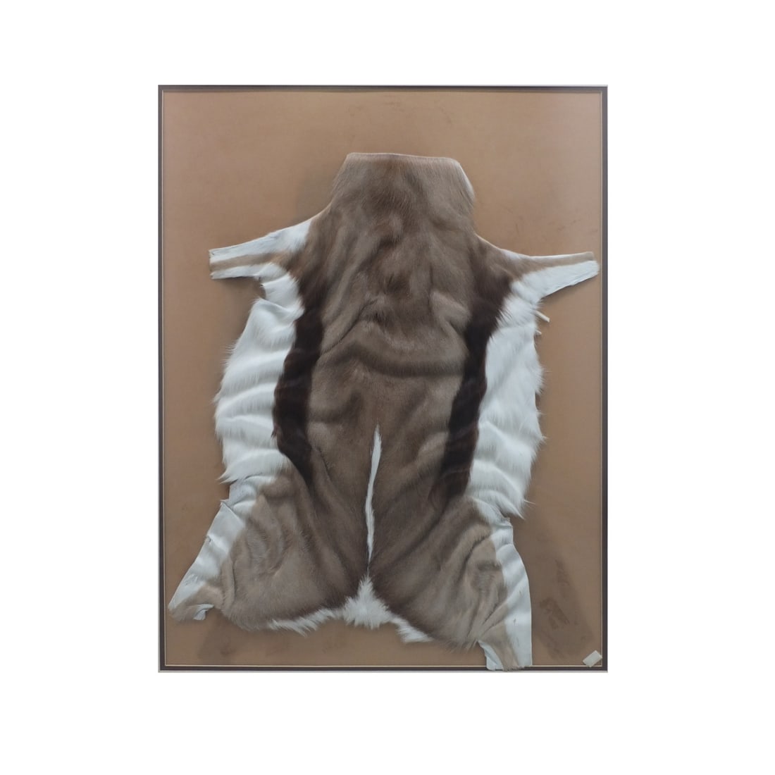 Vintage Deer Skin Taxidermy Rug: Vintage Deer Skin Taxidermy Rug Mounted in a Frame. Skin measures 31" x 25". Frame measures 42-1/2" x 33-3/4". Condition: Good condition. Estimate 100.00 - 200.00 Domestic shipping Third party