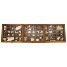 Lot of Assorted Sea Shells