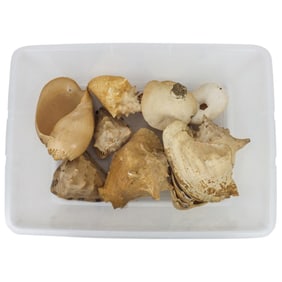 Lot of Assorted Conch Shells