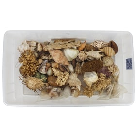 Lot of Sea Shells, Coral and Conch Shells