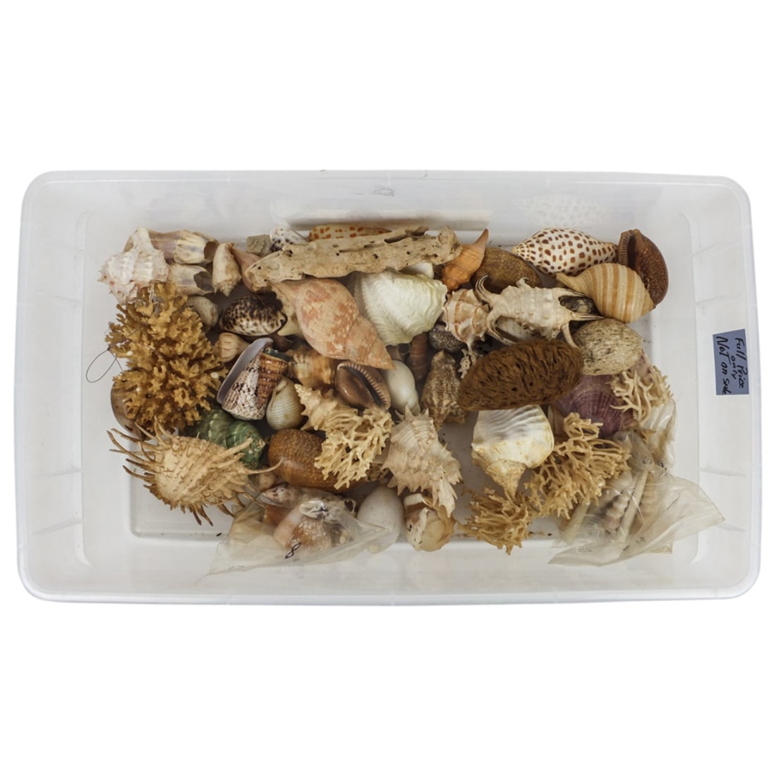 Lot of Sea Shells, Coral and Conch Shells (1 of 1)