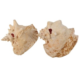 Two Natural Conch Shells