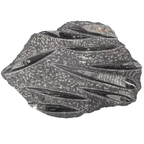 Ordovician Period Orthoceras Fossil Plate