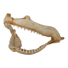 Vintage Shark Jaw Taxidermy