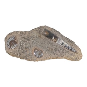 Large Fossil Plaque