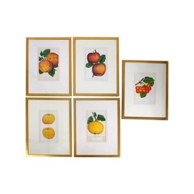 Set of 5 Vintage Framed Botanical Prints