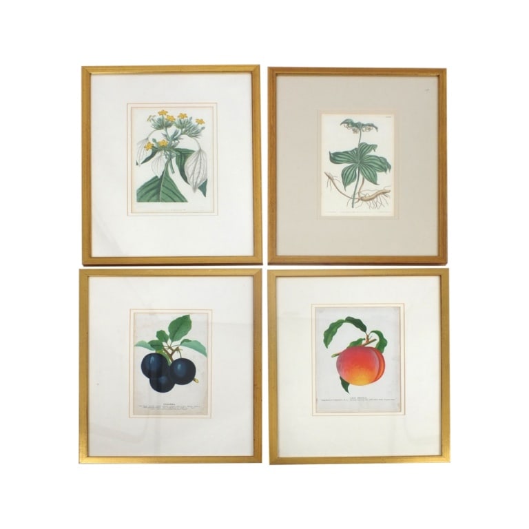 Set of 4 Vintage Framed Botanical Prints (1 of 5)