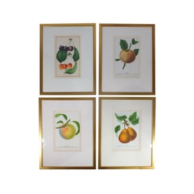 Set of 4 Vintage Framed Botanical Prints