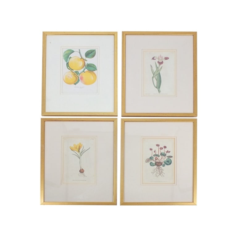 Set of 4 Vintage Framed Botanical Prints (1 of 5)
