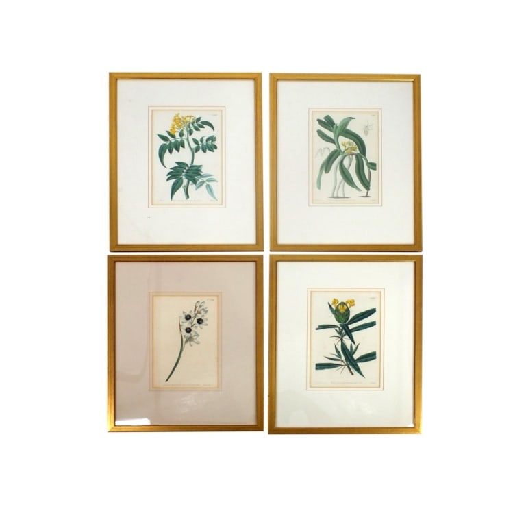 Set of 4 Vintage Framed Botanical Prints (1 of 5)