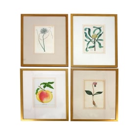 Set of 4 Vintage Framed Botanical Prints