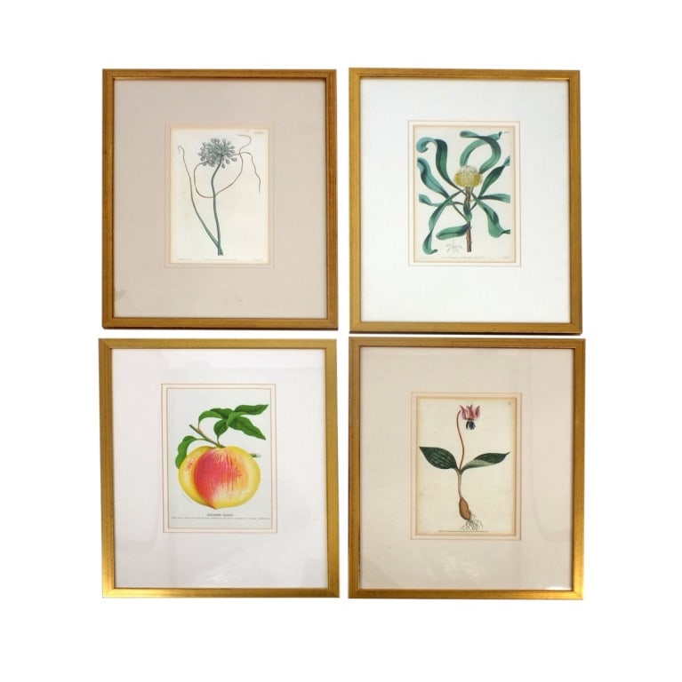 Set of 4 Vintage Framed Botanical Prints (1 of 5)