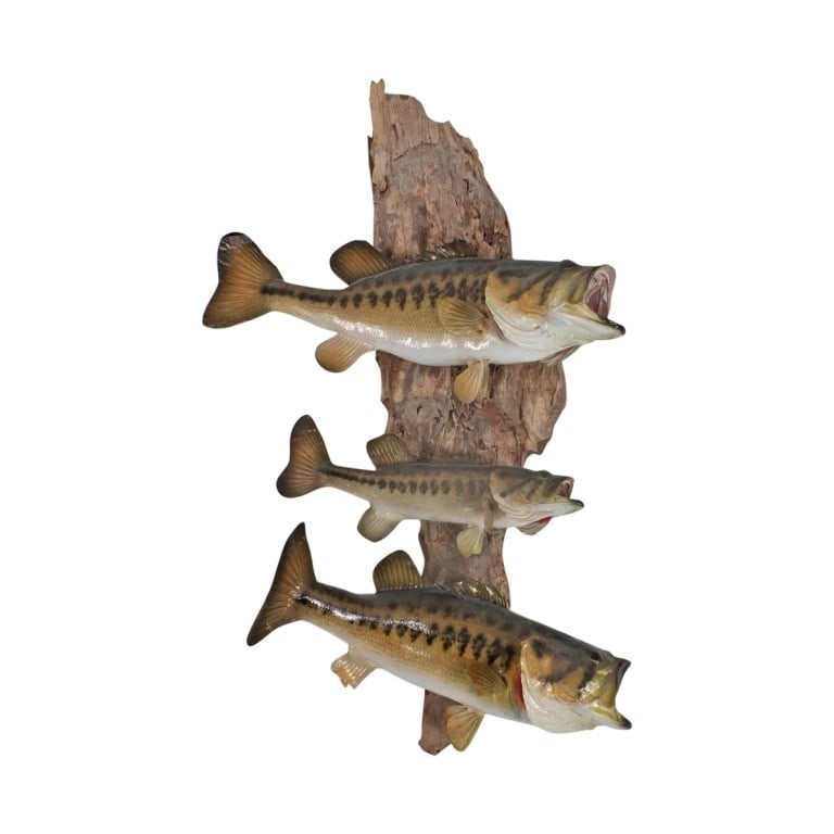 Largemouth Bass Taxidermy: Three Largemouth bass taxidermy fish on driftwood mounts. Largest measures 15" long, smallest measures 10-1/2". Overall measures 27" x 16". Condition: Fishes have a wear to the tails otherwise good co