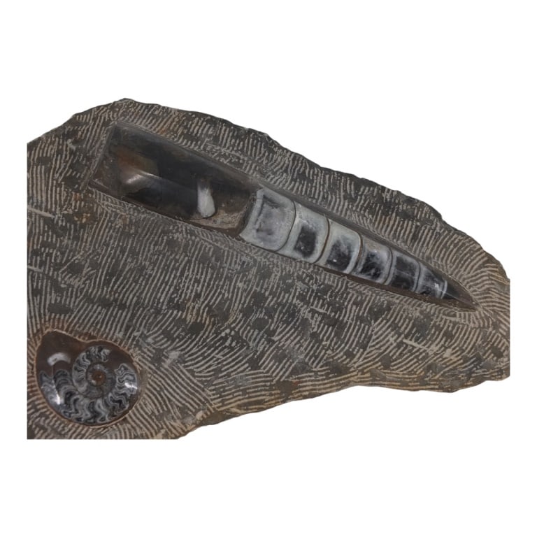 Large Fossil Plaque - 2