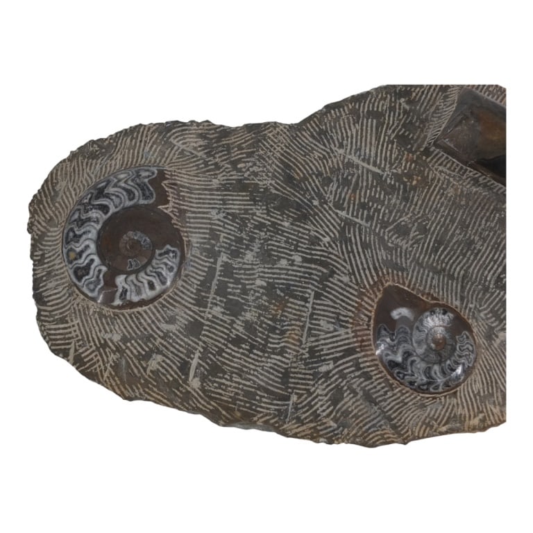 Large Fossil Plaque - 3