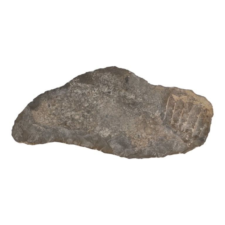 Large Fossil Plaque - 4