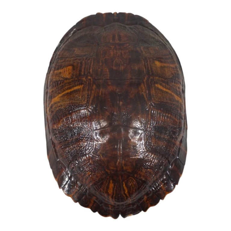 20th C. Turtle Shell as a Wall Hanging Ornament (1 of 4)