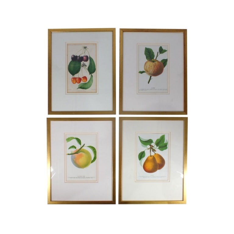 Set of 4 Vintage Framed Botanical Prints (1 of 5)