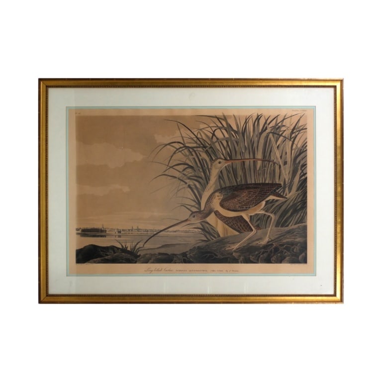 Antique Audubon Print "Long Billed Curlew" (1 of 6)