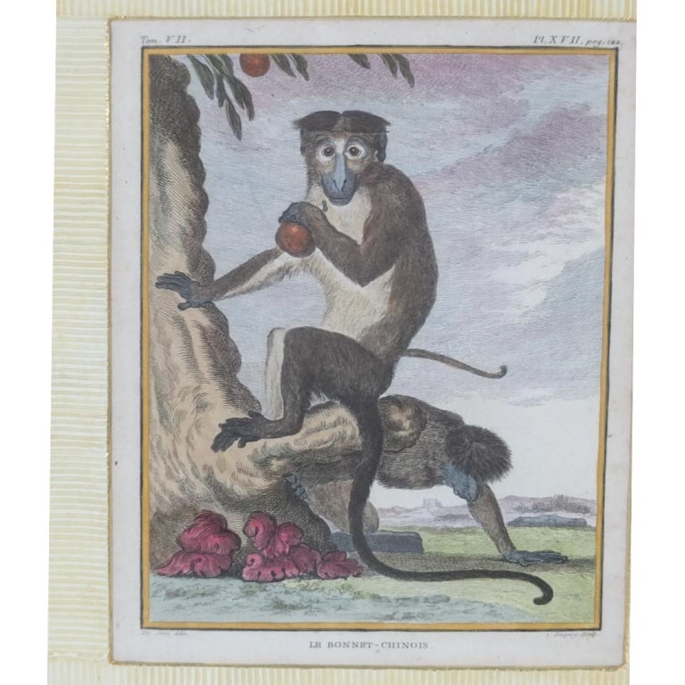 Hand Colored Engraving "Le Bonnet Chinois" - 2