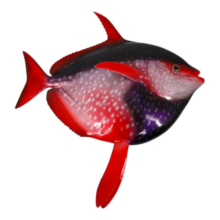 Decorative Fiberglass Taxidermy Mount "Opah": Decorative Fiberglass Taxidermy Mount "Opah". Unsigned. Measures 30-1/2" x 28-1/2". Condition: Light wear or in overall good condition. Estimate 100 - 200 Domestic shipping Third Party