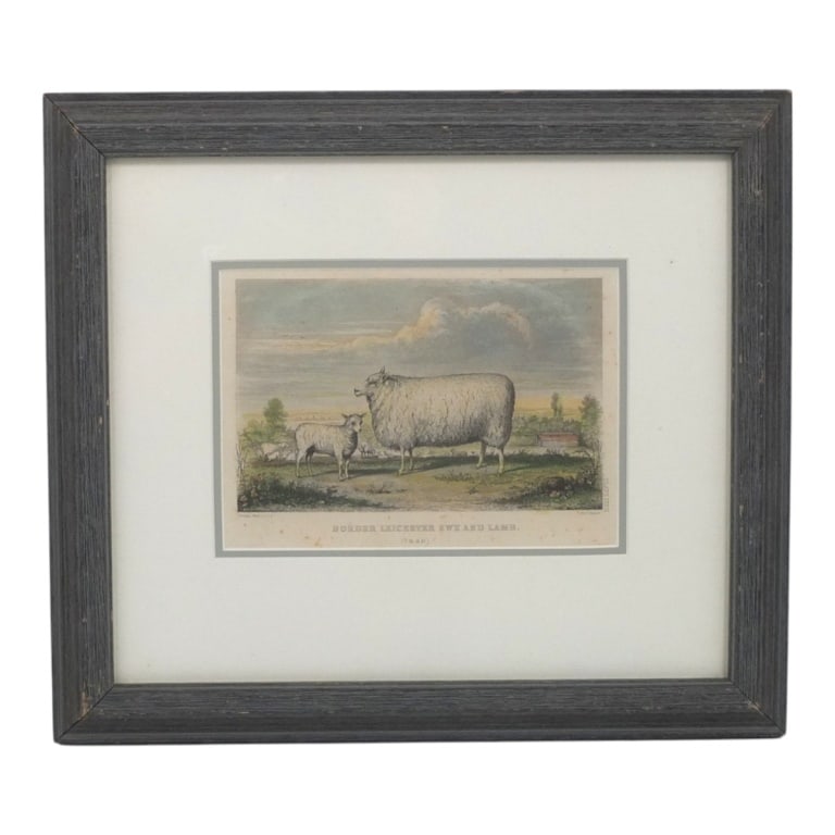 Vintage Engraving "Border Leicester Ewe & Lamb": Vintage Engraving "Border Leicester Ewe and Lamb". Framed under glass. Measures 5-1/2" x 7-3/4", Frame 13-1/4" x 15-1/4". Condition: Toning. Estimate 50 - 100 Domestic shipping Third Party