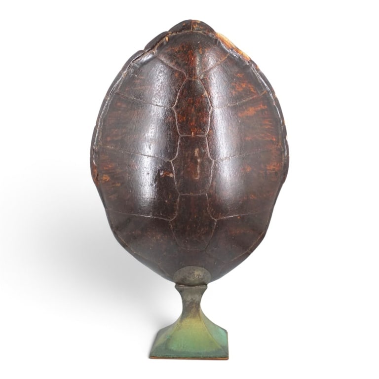 HUGE Antique Turtle Carapace Shell Lamp: Antique Turtle Carapace Shell Lamp. The large shell mounted on brass base. Unsigned. Measures 42-1/2" x 26" W x 9-1/2" D. The shell alone measures 33-1/2" H x 26-1/2" W. Please note; this lot contains