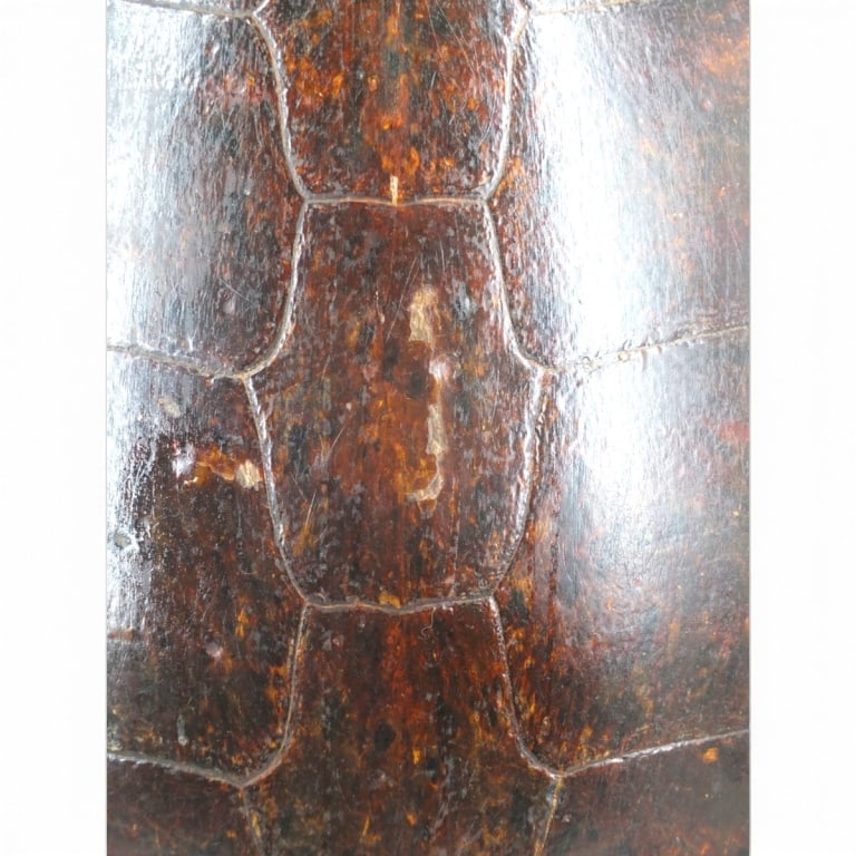 HUGE Antique Turtle Carapace Shell Lamp - 2