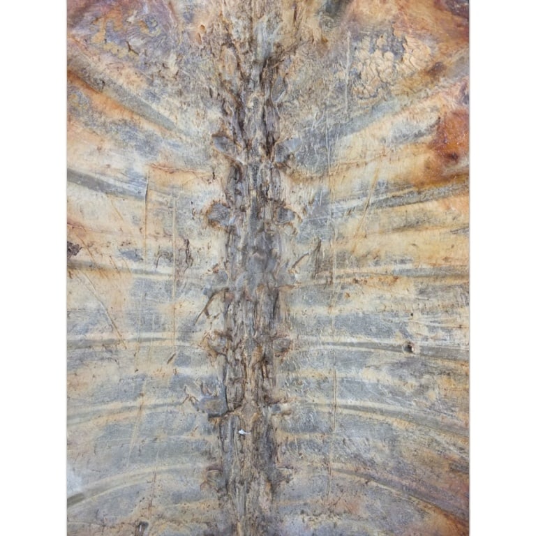 HUGE Antique Turtle Carapace Shell Lamp - 6