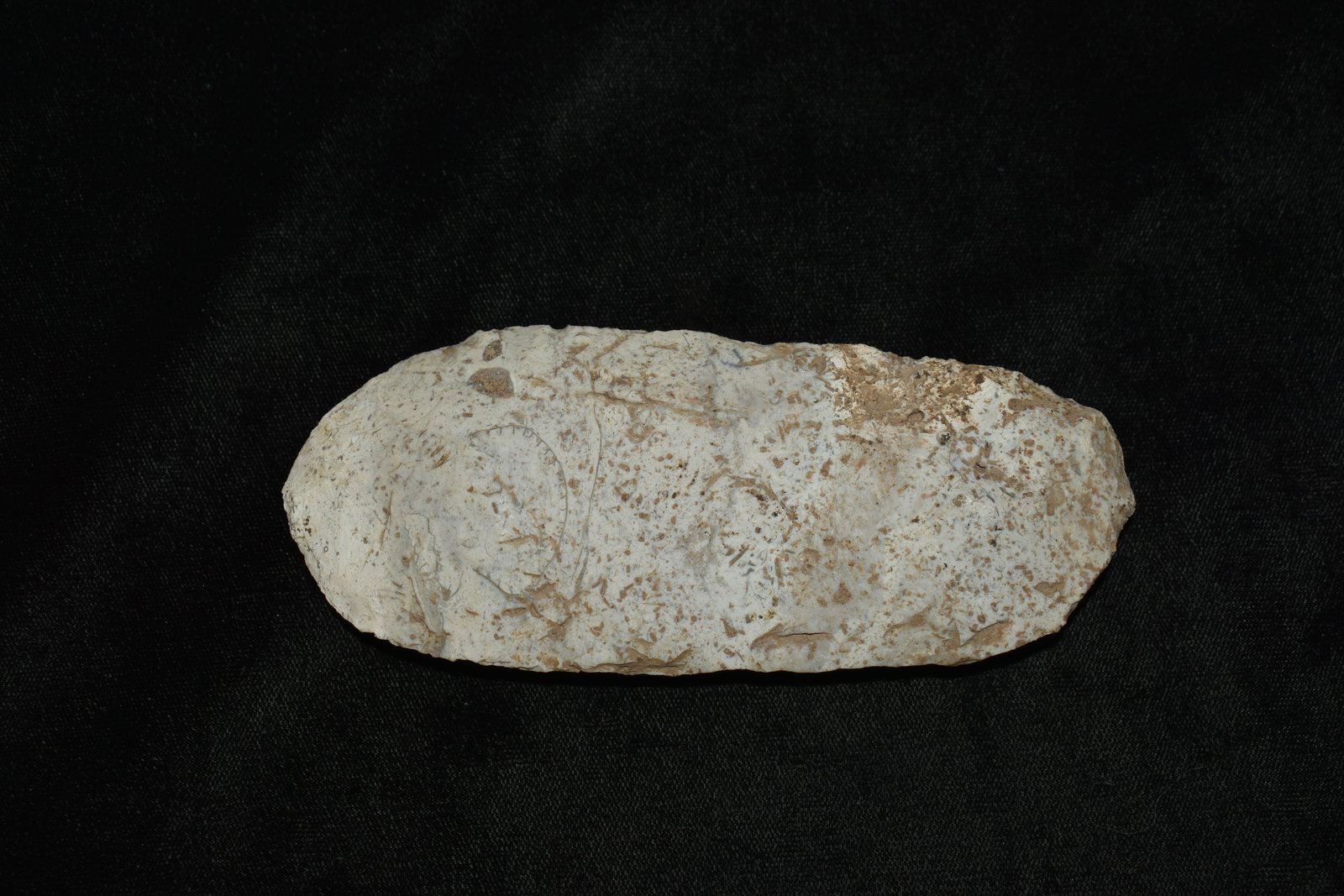 5 1/4" Dalton Adze: 5 1/4" Dalton Adze found by Giles Sailer in Knox County Illinois. Ancient Native American Arrowhead Indian Artifact.