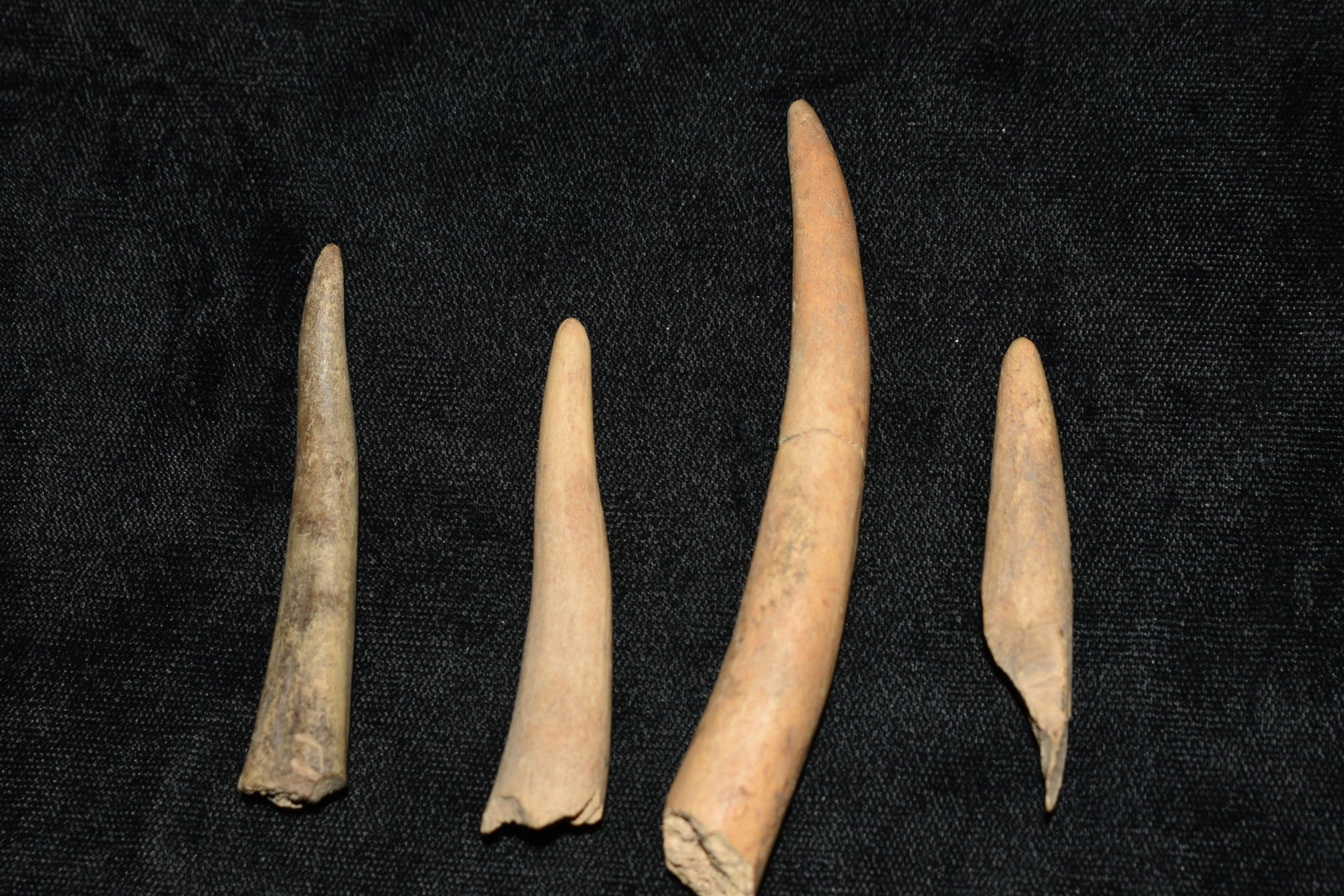 4 Antler Pressure Flaking Tips: 4 Antler Pressure Flaking Tips found in Denton County Missouri by members of the Martin Hart family. 2 1/8" to 3 5/8" Ancient Authentic Native American Artifact Arrowheads
