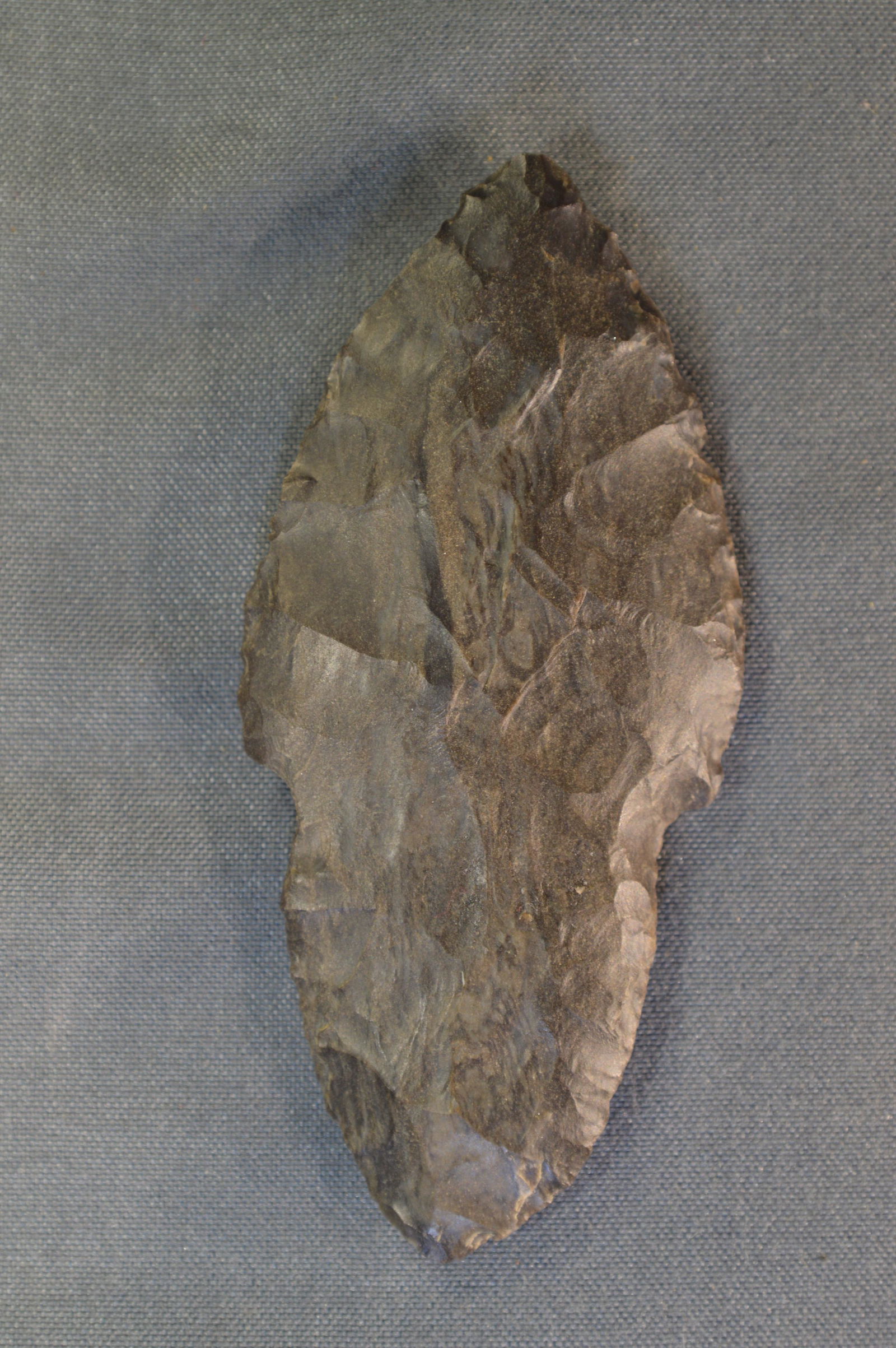 2   5/8  Turkey Tail Arrowhead (1 of 6)