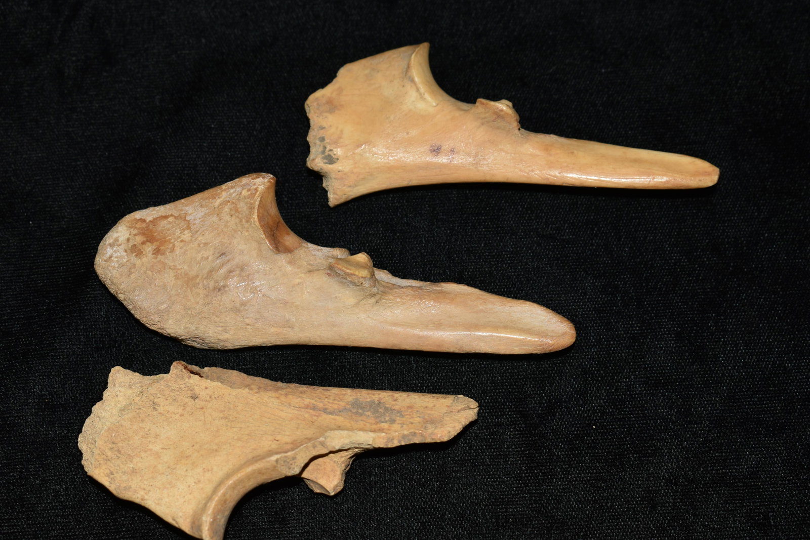 3 Bone Trigger Awls: 3 Bone Trigger Awls Found in Dent Co. Missouri by Martin Hart. They measure 3 1/4" to 4 1/8" Ancient Authentic Native American Artifact Arrowheads