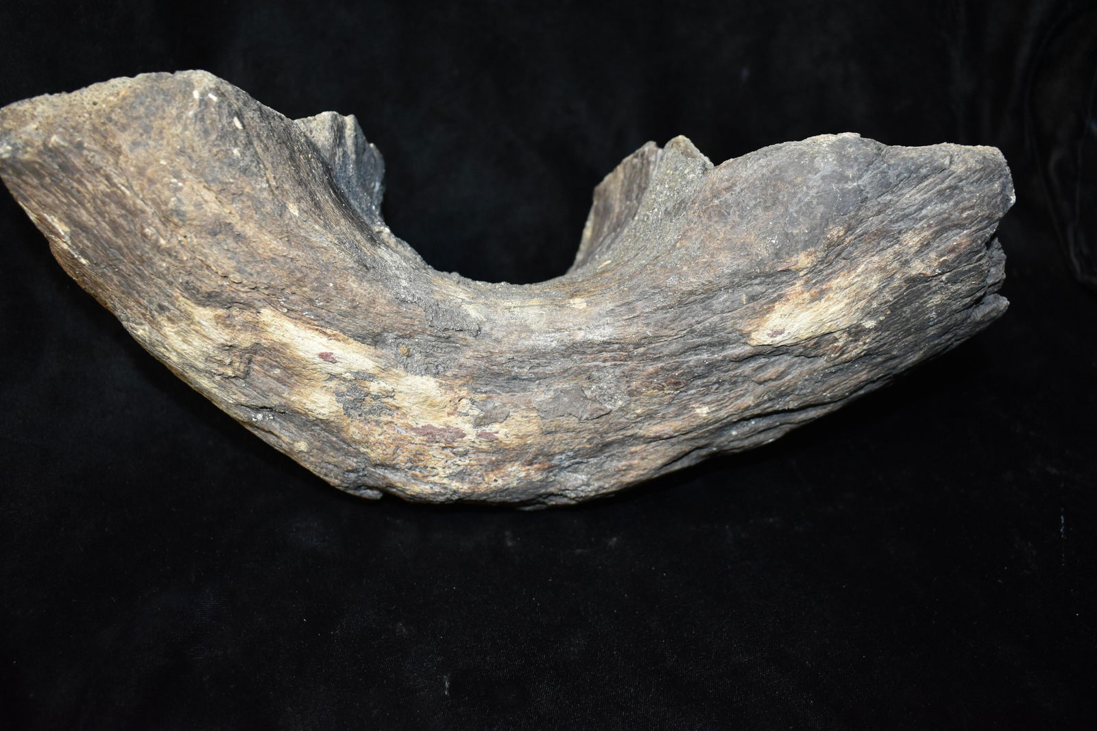 Mammoth Jaw Bone Fossil: 12" Section of Mammoth or Mastadon Jaw Bone found by Rodney Gray in Northern Missouri