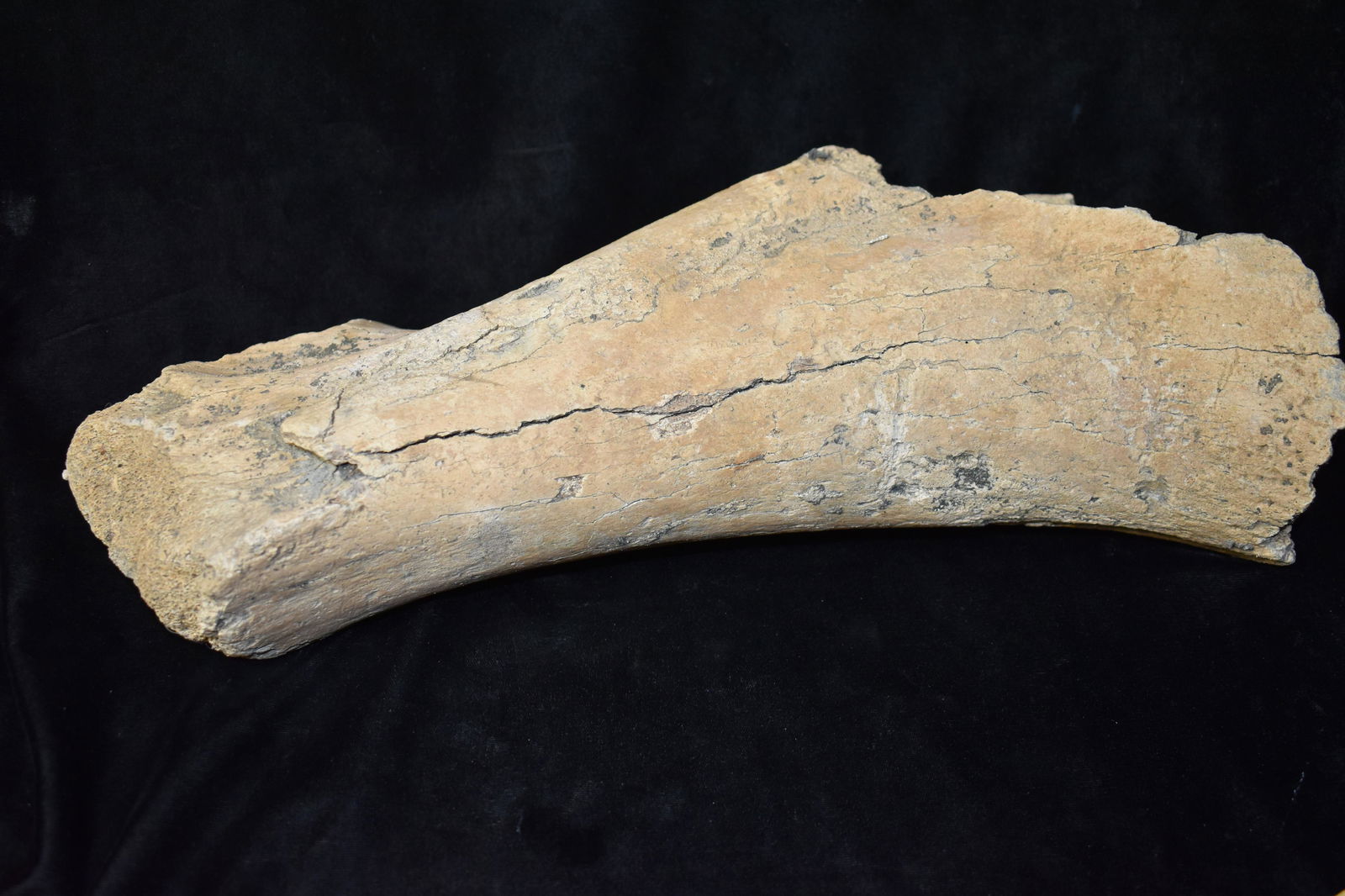 Mastadon Leg Bone Fossil: 15 3/4" Mastadon or Mammoth Leg Bone found by Rodney Gray in Northern Missouri