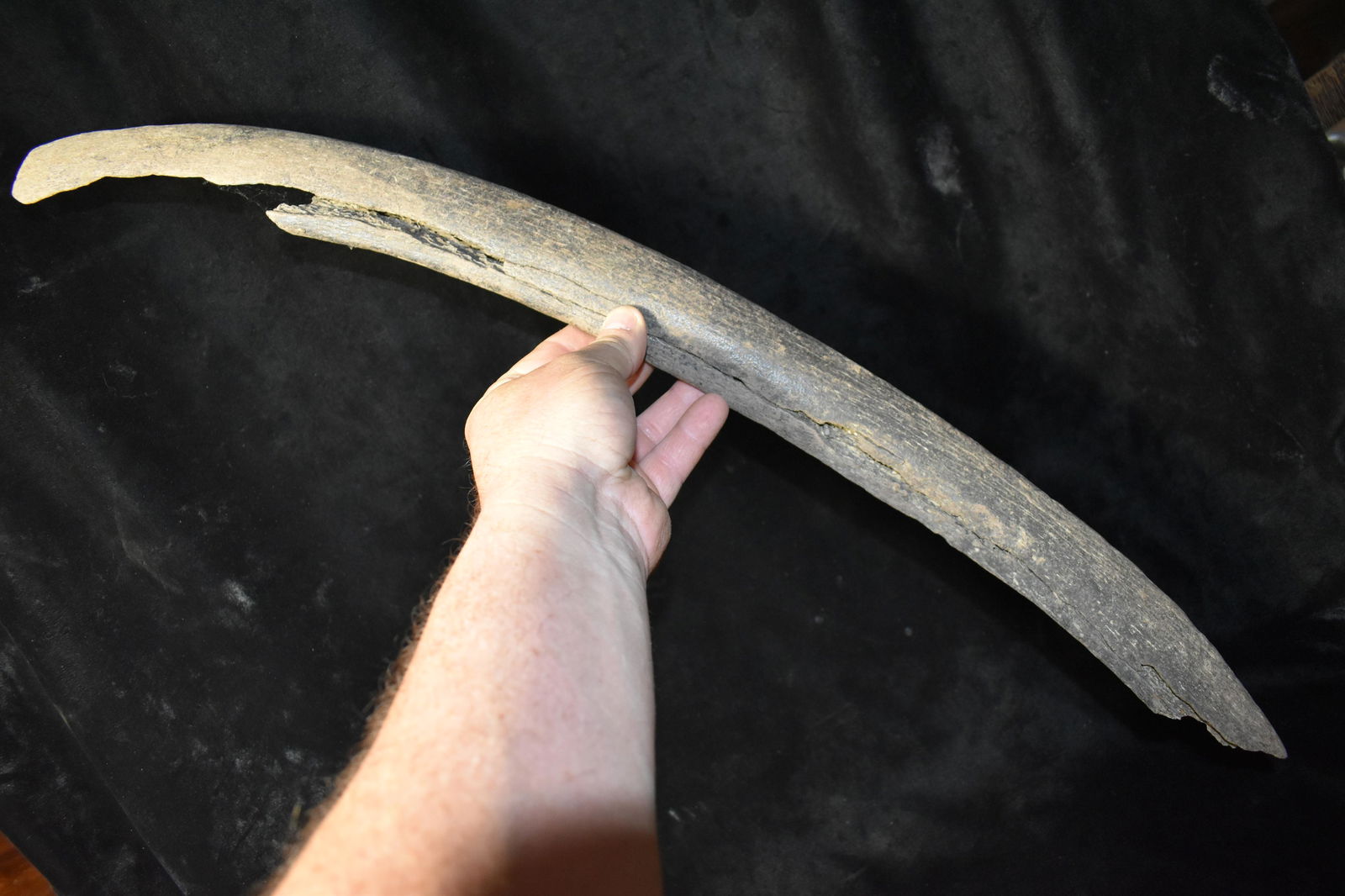 25 3/4" Mammoth Rib Bone Fossil: 25 3/4" Section of a Mammoth or Mastadon Rib Bone found by Jeff Gower in Northern Missouri