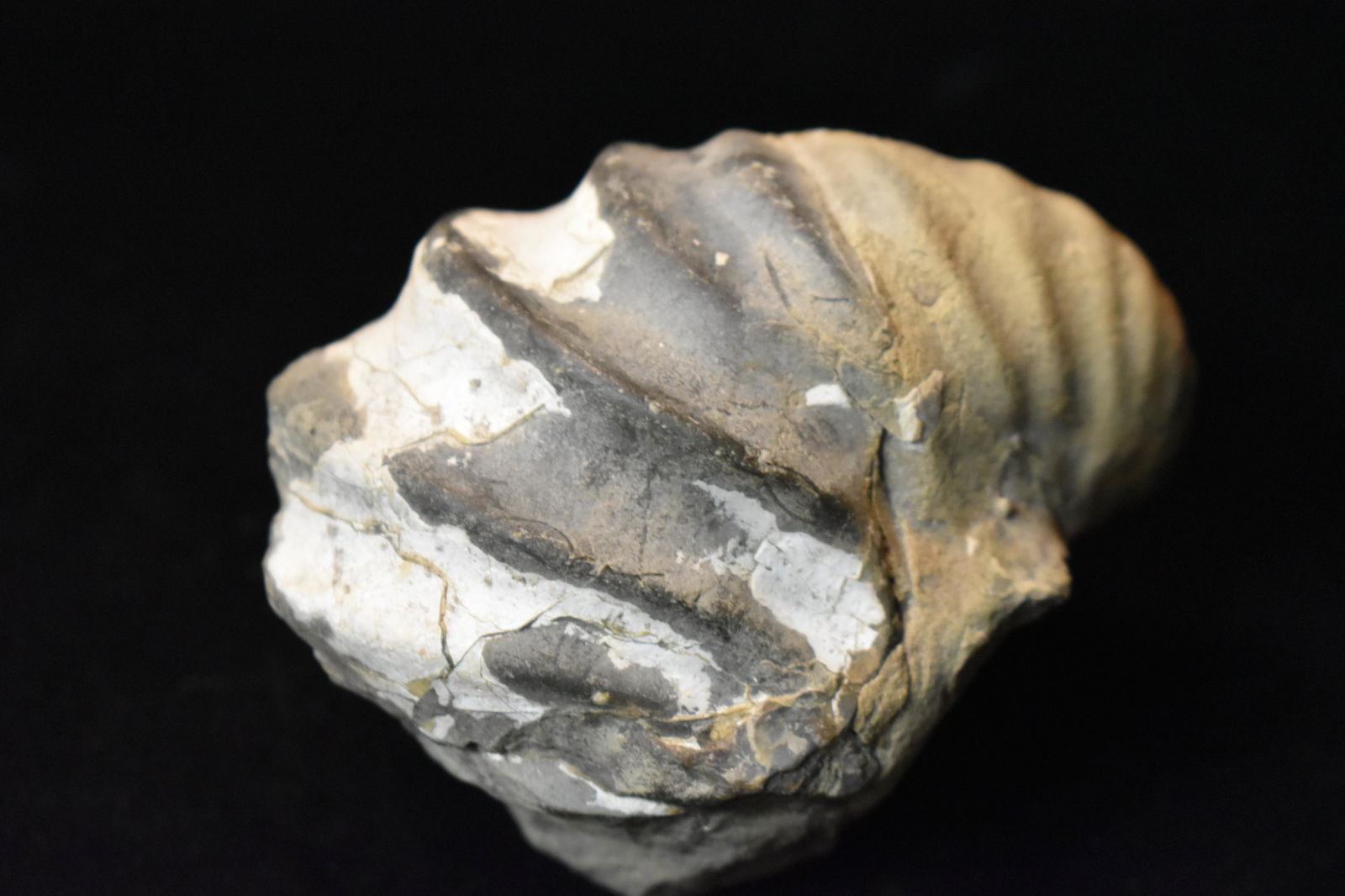 Interesting 3 1/4" Fossil: Interesting 3 1/4" Fossil found by Rodney Grey in Audrain County, Missouri. This fossil is stone. Likely a critter from when the area was oceans millions of years ago.