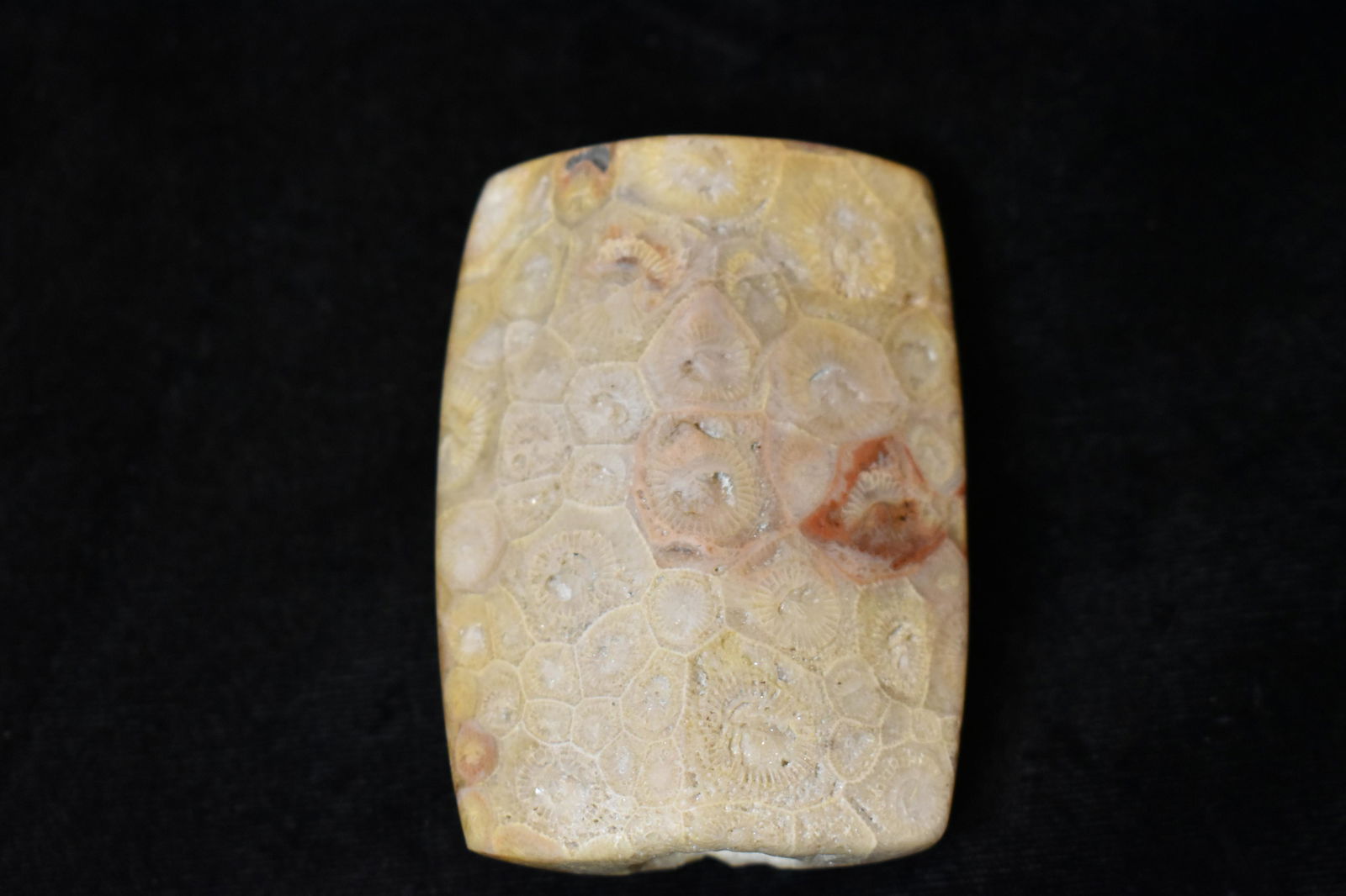 Modern Petrified Coral Bannerstone Made by Steve Lemons (1 of 7)