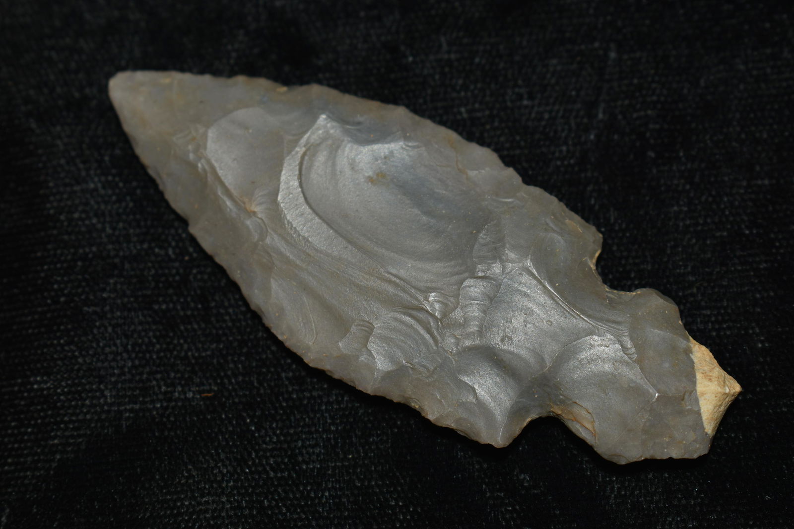 2 11/16" Harrison Turkeytail found in South West Indiana.  Ryan Keele COA Ex Jeff Gower Collection (1 of 6)