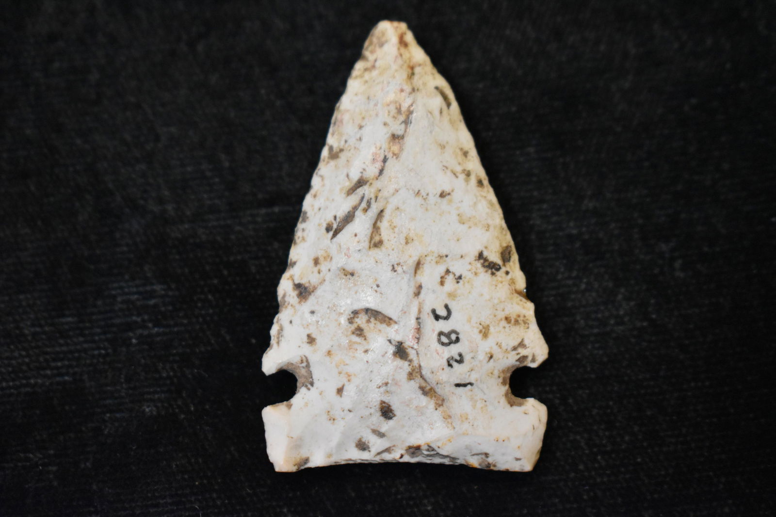 1 11/16" Cache River found in Southeast Missouri near Fisk.  Ryan Keele COA Ex Steve Manos (1 of 6)