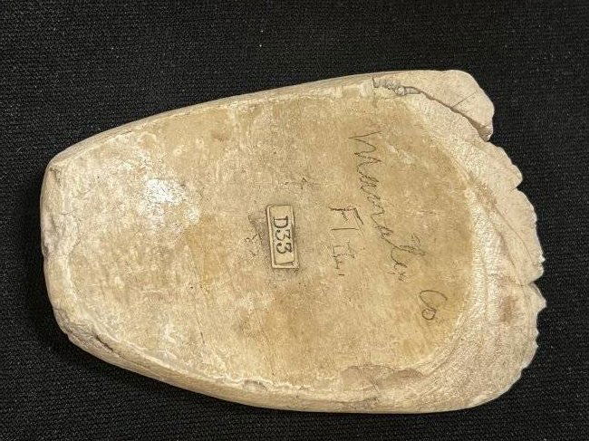 3 1/8" Shell Adz Very neat artifact found in Florida.  2 1/8" wide. (1 of 7)