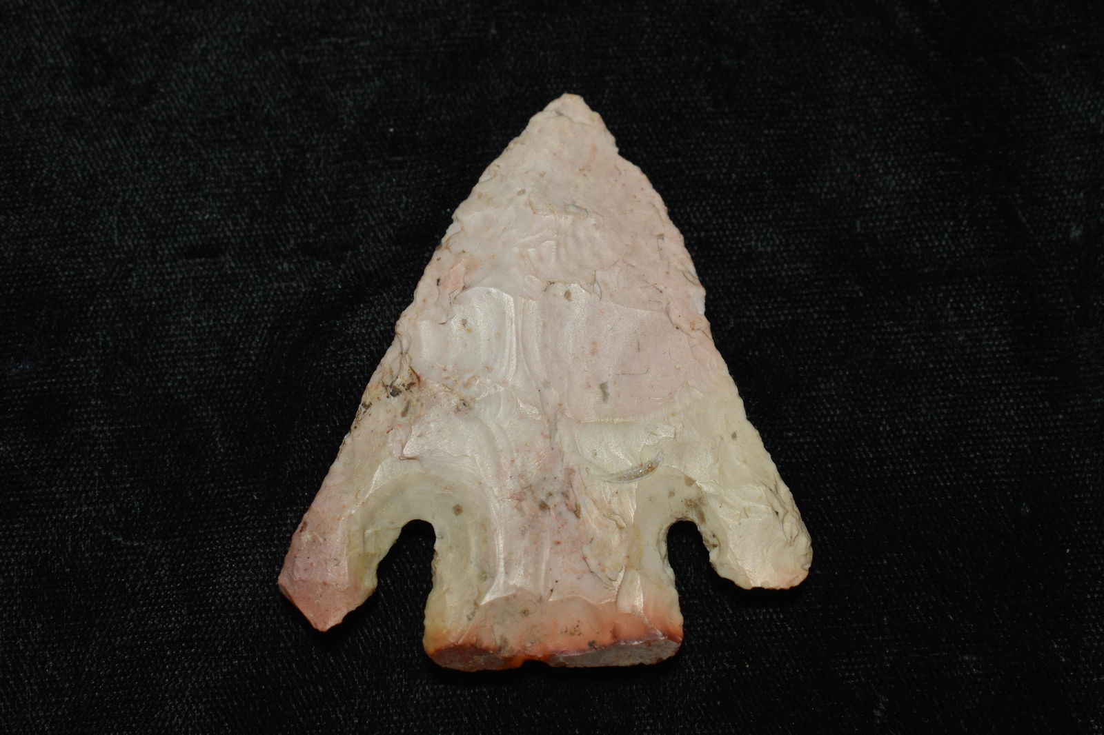 2 7/16" Calf Creek found in Pettis, Co, Mo by Tim Davis Ryan Keele COA: 2 7/16" Burlington Calf Creek found in Pettis, Co, Mo by Tim Davis Ryan Keele COA