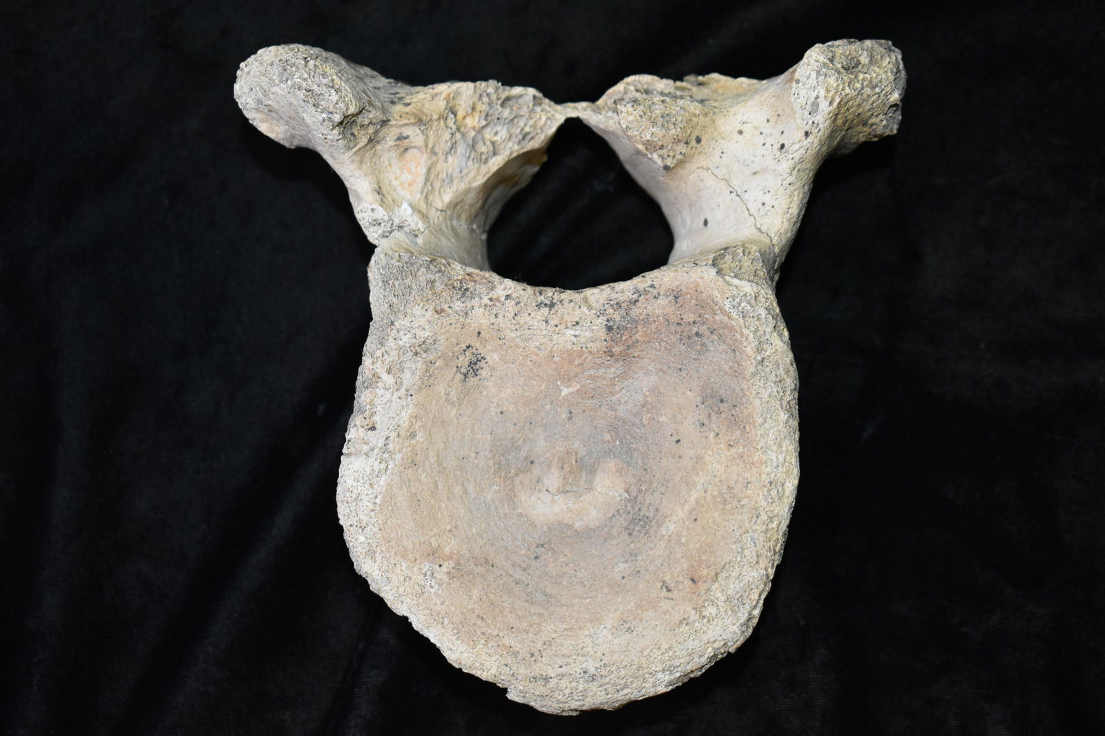 Large Megafauna Fossil Vertebrae found in Northern Missouri by Rodney Gray (1 of 5)
